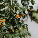 Bit by Bit Everything All refill 1 LT