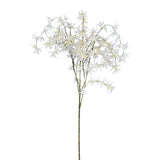 Wild Orchid tree