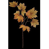 Maple - Late Autumn