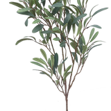 Giant Olive Branch