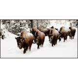 Art - Buffalo in Snow 140 x 70