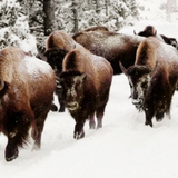 Art - Buffalo in Snow 140 x 70
