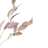 Garden Sage Spray 97cm