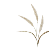 Fountain Grass 94cm Cream