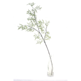 Dwarf Kowhai Leaf Spray 106cm