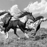 Art - Wild Horses 120 x 80