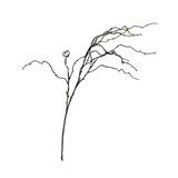 Willow Branch Light Brown 100cm